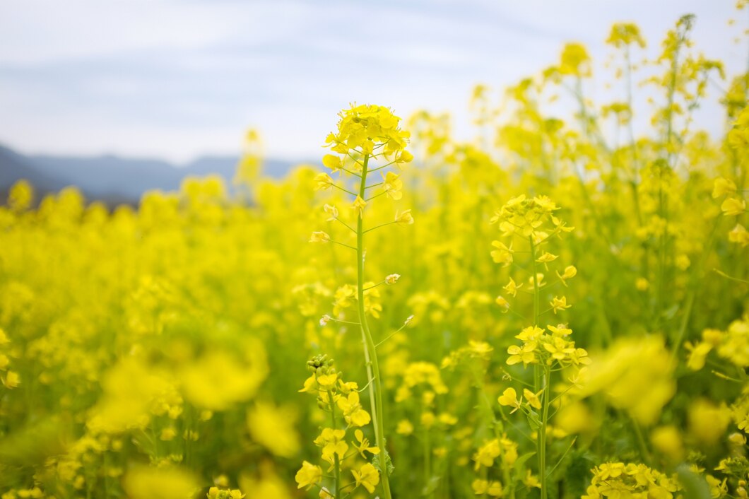 Jakie korzyści zdrowotne niesie regularne spożywanie miodu z kwiatów rzepaku?